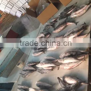 150-200g , Seafrozen Pacific Mackerel , 15kg Ctn thumbnail-6
