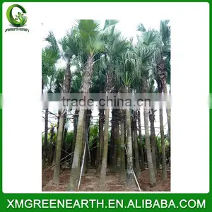 Livistona Chinensis Palms High Trunk (4) thumbnail-2