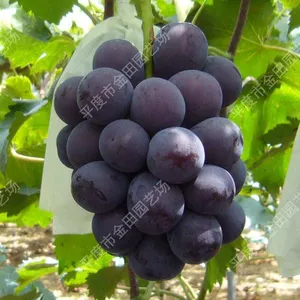 Kyoho Grape Seedling Grape Vines thumbnail-1