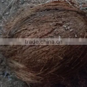 Semi Husked Coconut thumbnail-1