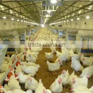 Automatic Poultry Farm Equipment for Chicken thumbnail-1