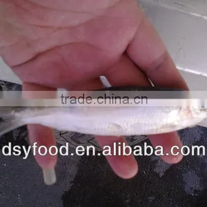Frozen Fresh Sardine Fish for Canned Fish thumbnail-3