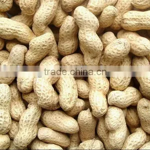 Best Price Raw Peanuts in Shell thumbnail-1