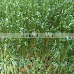 Automatic 100kg/day Barley Sprouting Machine thumbnail-2