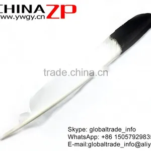 Top Supplier CHINAZP Crafts Factory Wholesale Good Dyed Black Tipped Turkey Pointers Quill Large Feathers for Decoration thumbnail-3