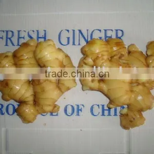 CHINESE FRESH GINGER for Turkey Good Quality thumbnail-1