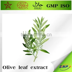 Olive Leaf Powder Extract in Bulk thumbnail-1