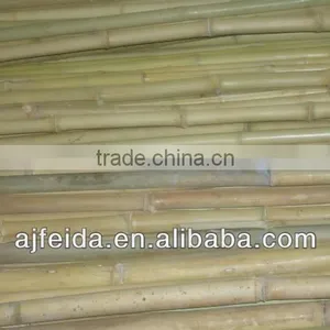 FD10 High Quality Natural Eco-Friendly Raw Bamboo Polesbamboo Walking Cane for Sale thumbnail-1