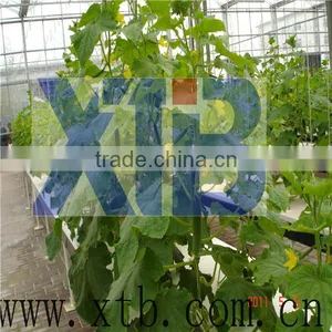 Flower Cultivation Greenhouse thumbnail-1