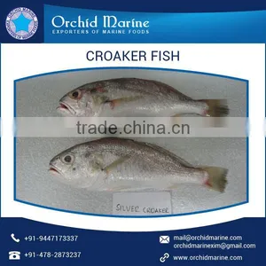 Good Taste Fresh and Organic Frozen Croaker Fish From Reputed Manufacturer thumbnail-3