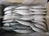 New Fresh Frozen Mackerel 200-250g Landtime Oct thumbnail-1