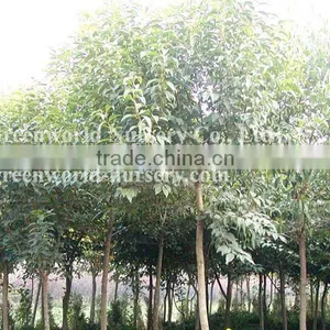 Ligustrum Lucidum Cold Hardy Landscaping Trees thumbnail-1