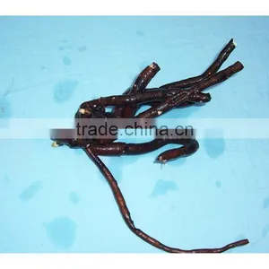 Tree Peony Plant Root 3 Years Old 4 Shoots (branches) thumbnail-1