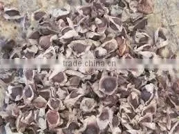 Moringa Olifera Seeds thumbnail-1