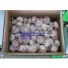 White Garlic thumbnail-1