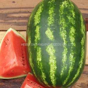 High Disease Resistance Oval Shape Hybrid Watermelon Seeds for Growing thumbnail-2
