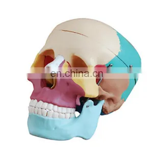 Factory Made MKR-104C Medical Anatomical Skull Model With Colored Bones thumbnail-1
