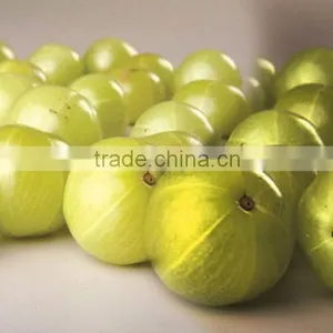 Organic & Purest Amla Powder Bulk Producers thumbnail-2