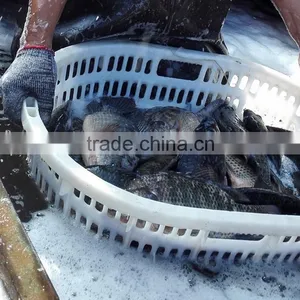 TILAPIA WHOLE ROUND 500-800G thumbnail-1