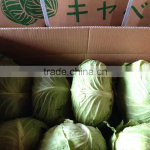 Fresh Round Cabbage thumbnail-2