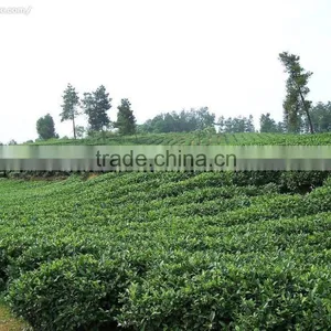 Factory Directly Provide China Supplier Green Tea 4011 AAA thumbnail-4