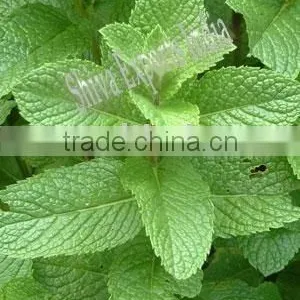 Peppermint Oil BP ( Ex-Piperita Type ) thumbnail-1
