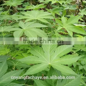 High Mountain Chinese Best Green Sweet Tea thumbnail-2