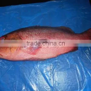 RED SNAPPER thumbnail-6