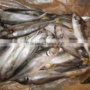 Frzoen Horse Mackerel thumbnail-1