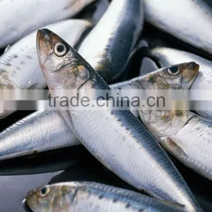 Sardine thumbnail-1