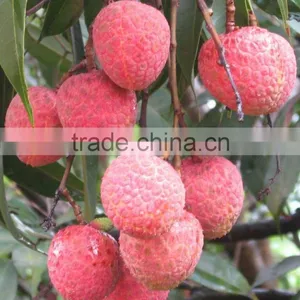 Litchi/Lichi/Lychee/Fresh Lychee/Fruit thumbnail-1