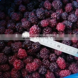 Bulk Frozen A Grade Blackberry Fruit thumbnail-3