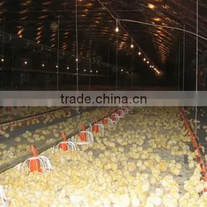 Automatic Broiler Poultry Equipment thumbnail-1