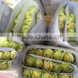 Green Roses Fresh Cut Roses and Fresh Roses for Sale thumbnail-1