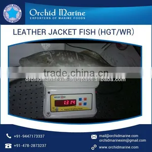 Enhanced Quality High Protein Frozen Leather Jacket Fish thumbnail-2