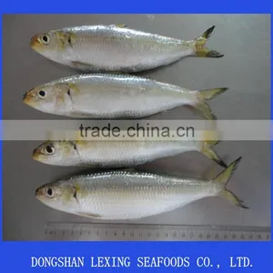 High Quality Frozen Sardine Fish thumbnail-1