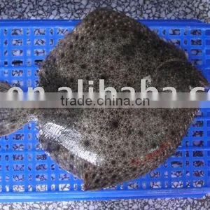 Turbot Fish thumbnail-1