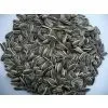 Sunflower Seed thumbnail-2