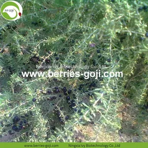 Factory Hot Sale Dried Wild Black Wolfberry thumbnail-2