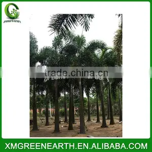 Wodyetia Bifurcata - Foxtail Palm (4) thumbnail-2