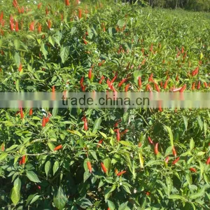 Good Quality Dry Red Chili thumbnail-1