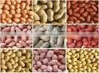 Peanuts in Shell thumbnail-1