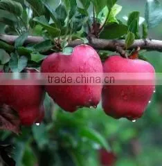 Tianshui Jia Wei Commercial And Trade Co., Ltd. company overview - view 2 thumbnail