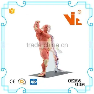 V-HM03 4D MASTER Human Tissue Model - Skeletal Muscle and Nerve Assembly thumbnail-1