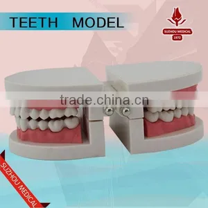 Teeth Care Model thumbnail-5
