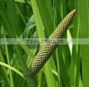CALAMUS ROOTS thumbnail-1