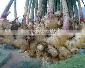 2015 New Price of Fresh Ginger , Ginger Price , Ginger thumbnail-2