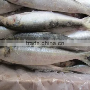 Sardine For Pacific Mackerel Bait thumbnail-2