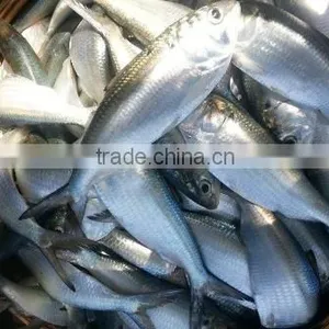 Frozen Gizzard Shad Whole Round thumbnail-1