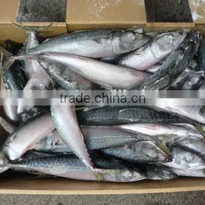 Japanese Mackerel thumbnail-3